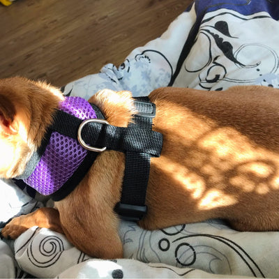 Dog Harness Vest